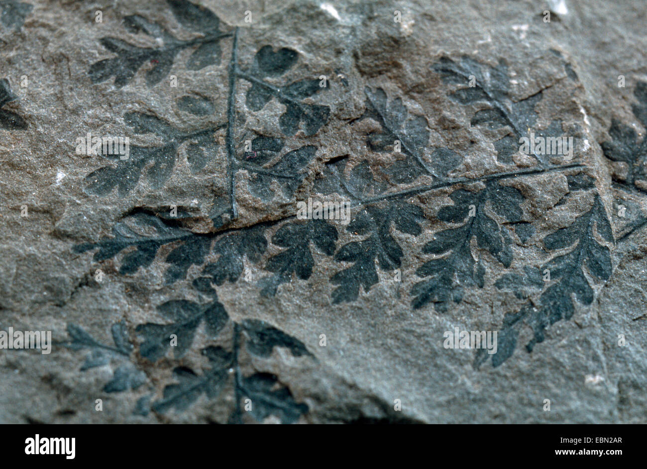 Sphenopteris spec., fossil seed fern, upper carbon, Germany Stock Photo