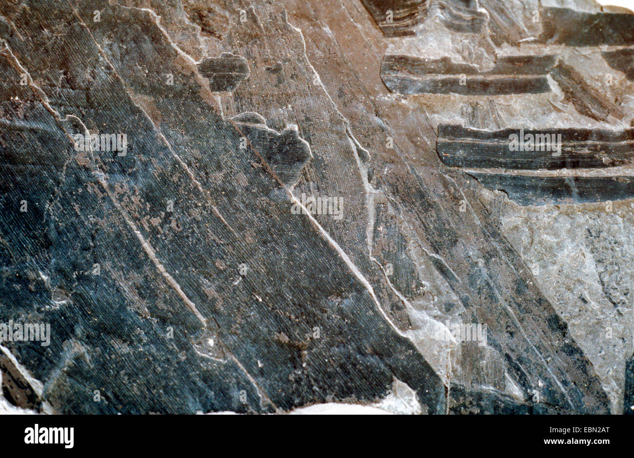 Cordaites principalis, fossil conifer, upper carbon, Germany, North Rhine-Westphalia Stock Photo