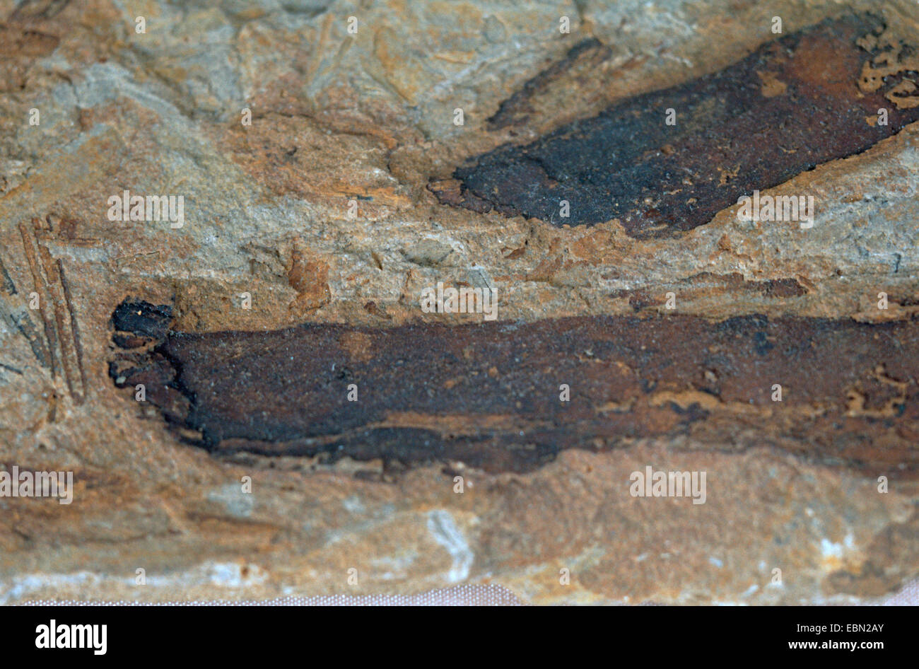 Cordaites spec., fossil conifer, upper carbon, Bohemia Stock Photo