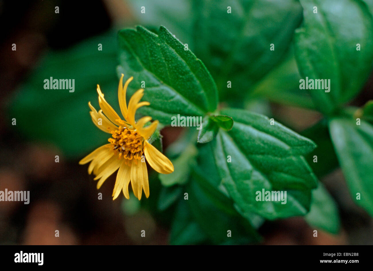 Singapore daisy (Wedelia triloba, Wedelia chinensis), flower Stock Photo