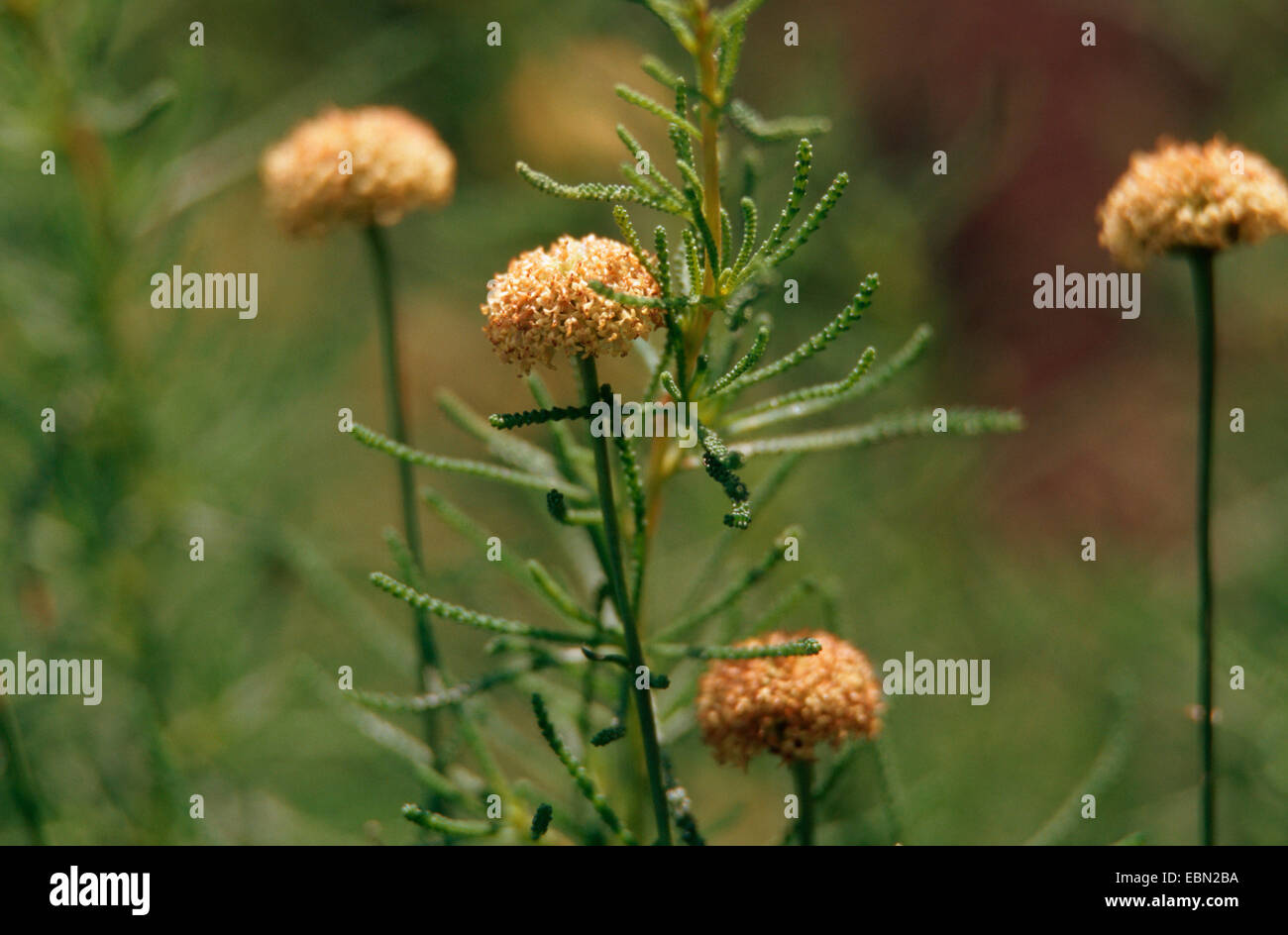 Green santolina (Santolina pinnata), blooming Stock Photo