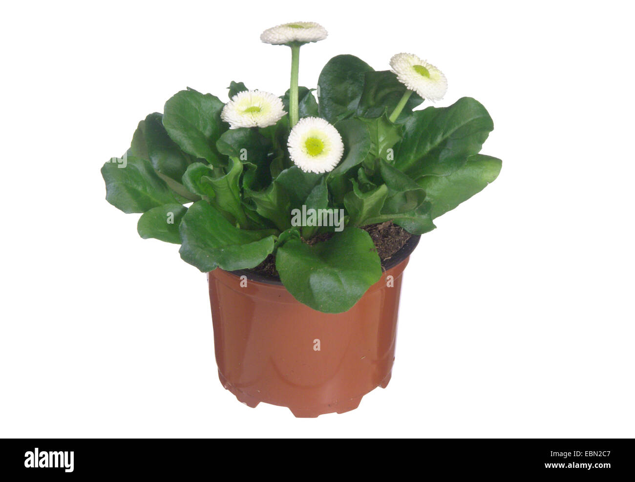 common daisy, lawn daisy, English daisy (Bellis perennis), cultivar with white flowering inflorescences, potted plant Stock Photo