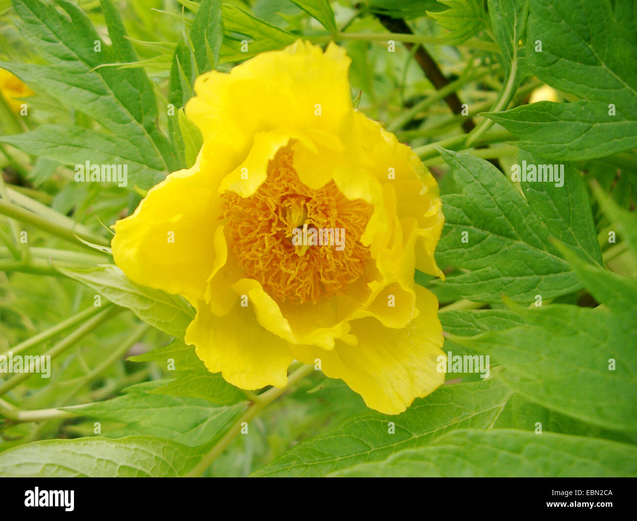 Yellow peony (Paeonia lutea), flower Stock Photo