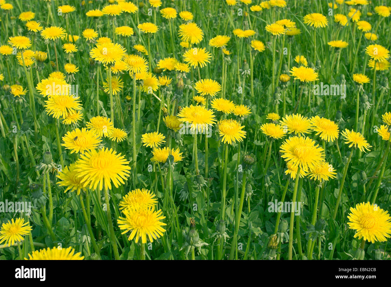 common dandelion (Taraxacum officinale), meadow, Germany Stock Photo