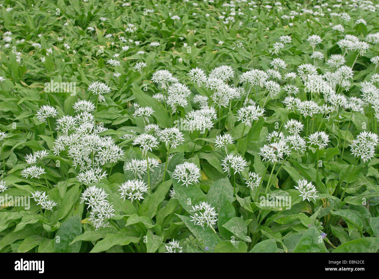 ramsons (Allium ursinum), blooming young leaves edible, Germany Stock