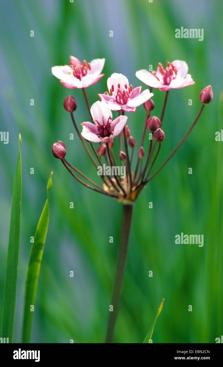 Flowering rush, Grass rush (Butomus umbellatus), inflorescence, Germany Stock Photo