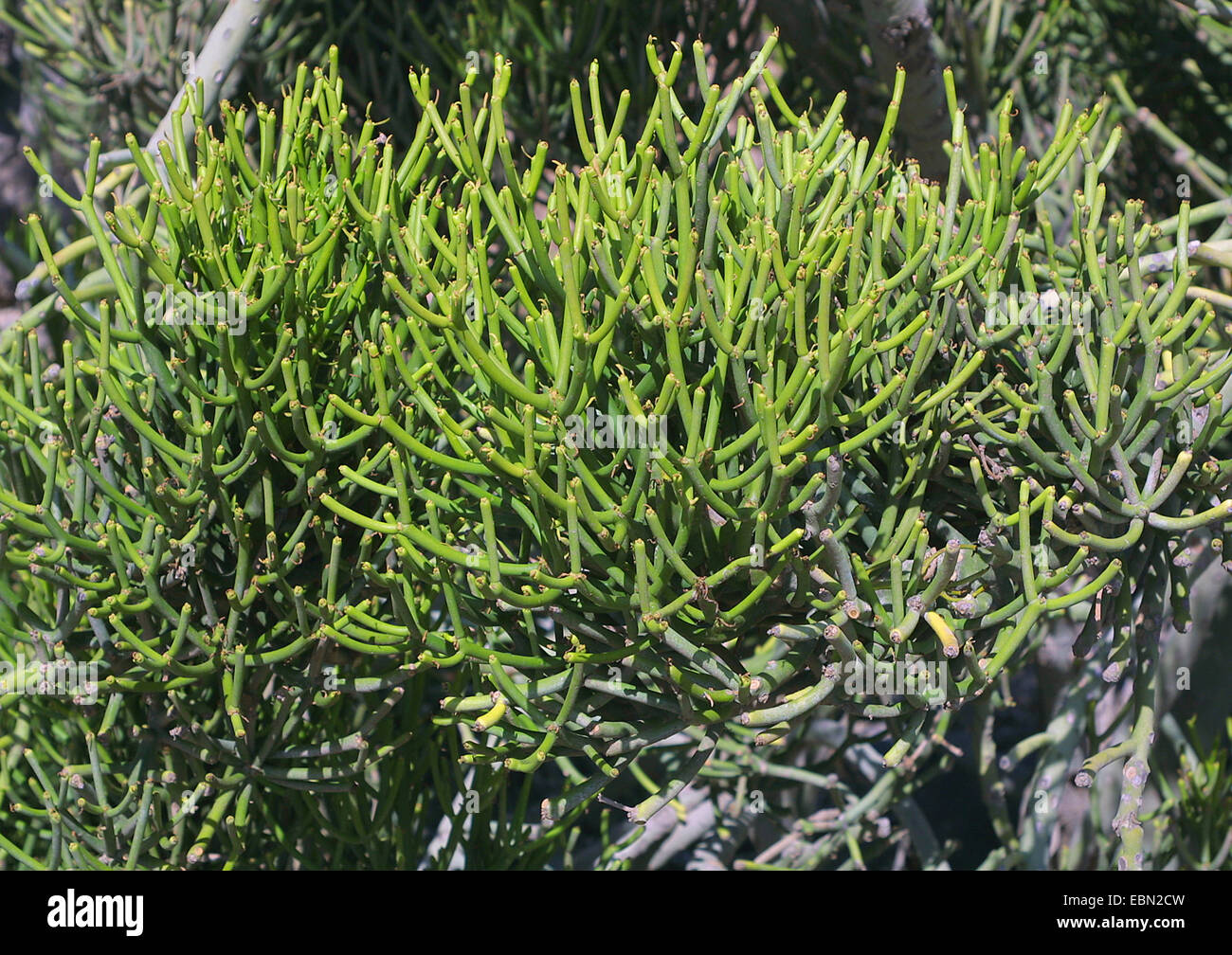 Leafless spurge (Euphorbia aphylla), habit, Canary Islands, Tenerife Stock Photo