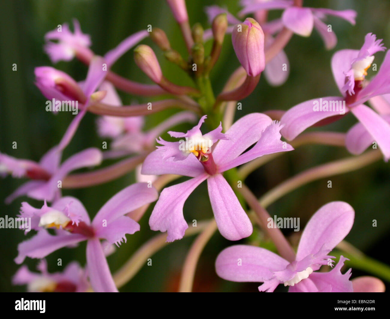 lopsided star orchid (Epidendrum secundum), flowers Stock Photo