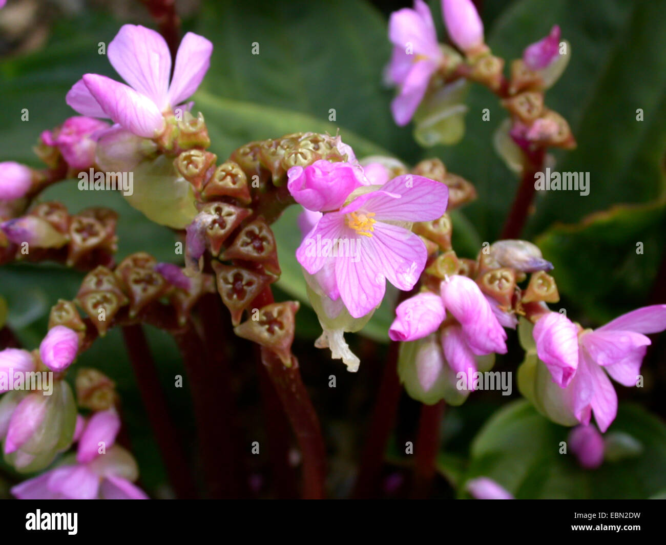 Monolena (Monolena primuliflora, Bertolonia primuliflora), blooming Stock Photo