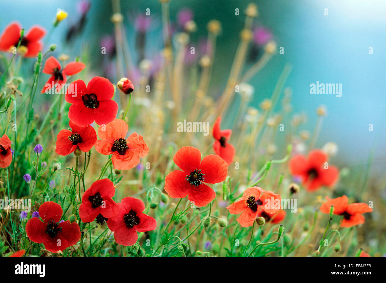 pinnate poppy, prickly poppy (Papaver argemone), poppy field, Turkey Stock Photo