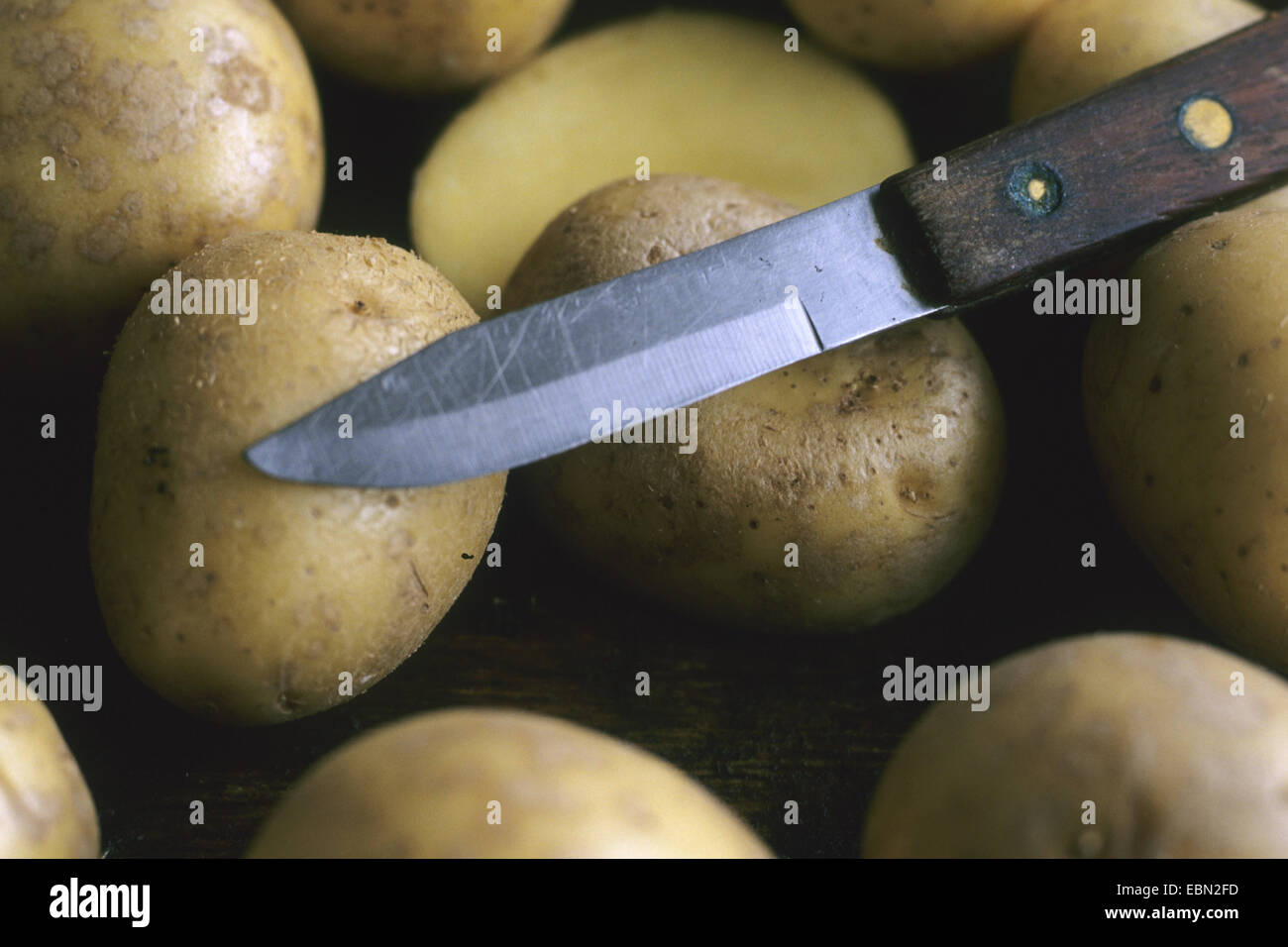 potato (Solanum tuberosum 'Gala', Solanum tuberosum Gala), primarily waxy potato, cultivar Gala Stock Photo