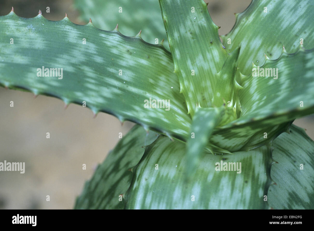 Stried aloe (Aloe zebrina), leaves Stock Photo