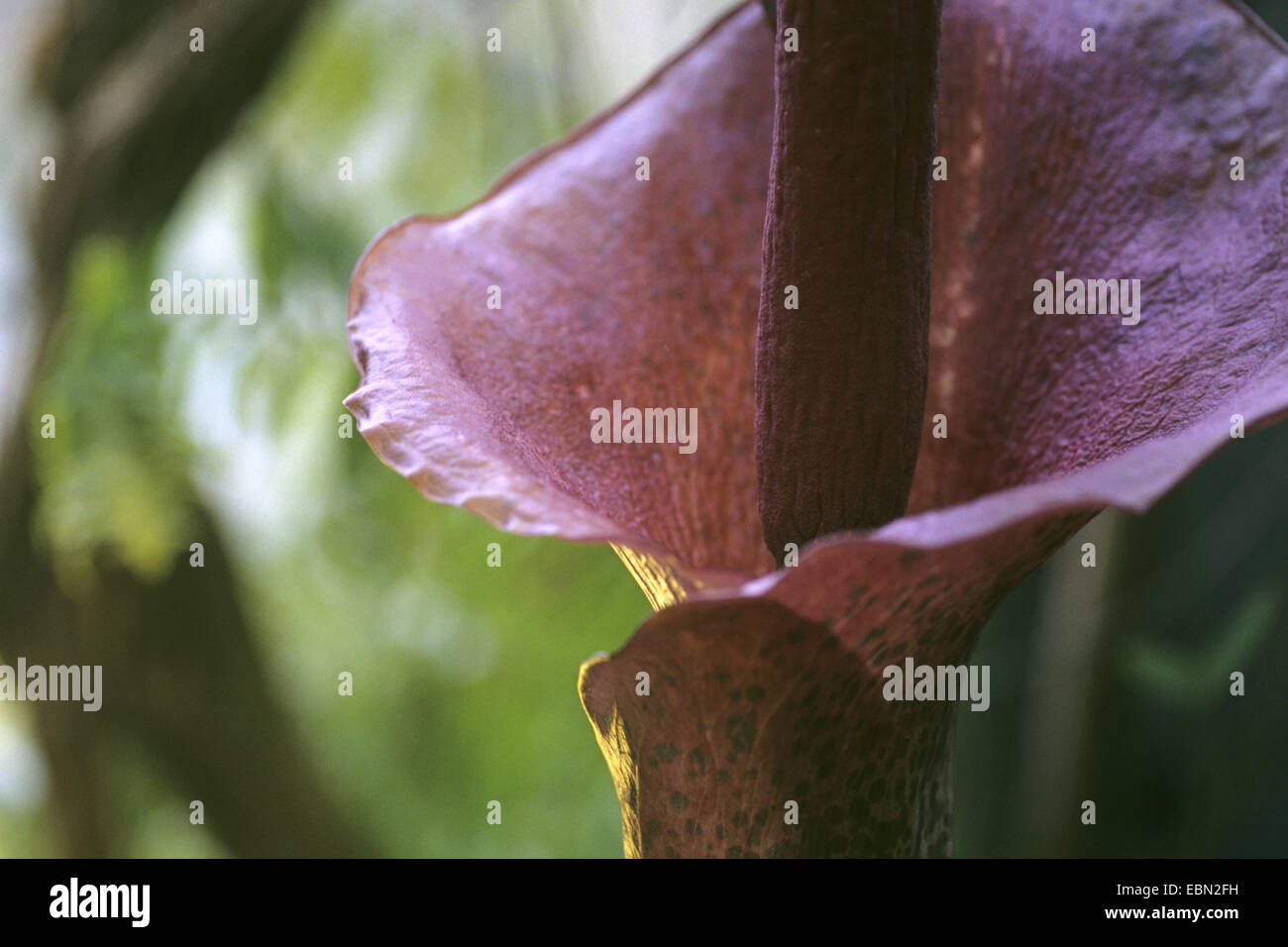 flamingo plant (Amorphophallus konjac, Amorphophallus rivieri), detail of inflorescence Stock Photo