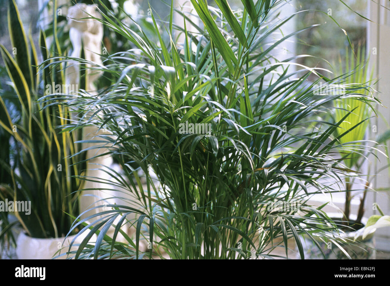 Butterfly Palm, Madagascar Palm, Areca Palm (Chrysalidocarpus lutescens, Areca lutescens), as potted plant Stock Photo
