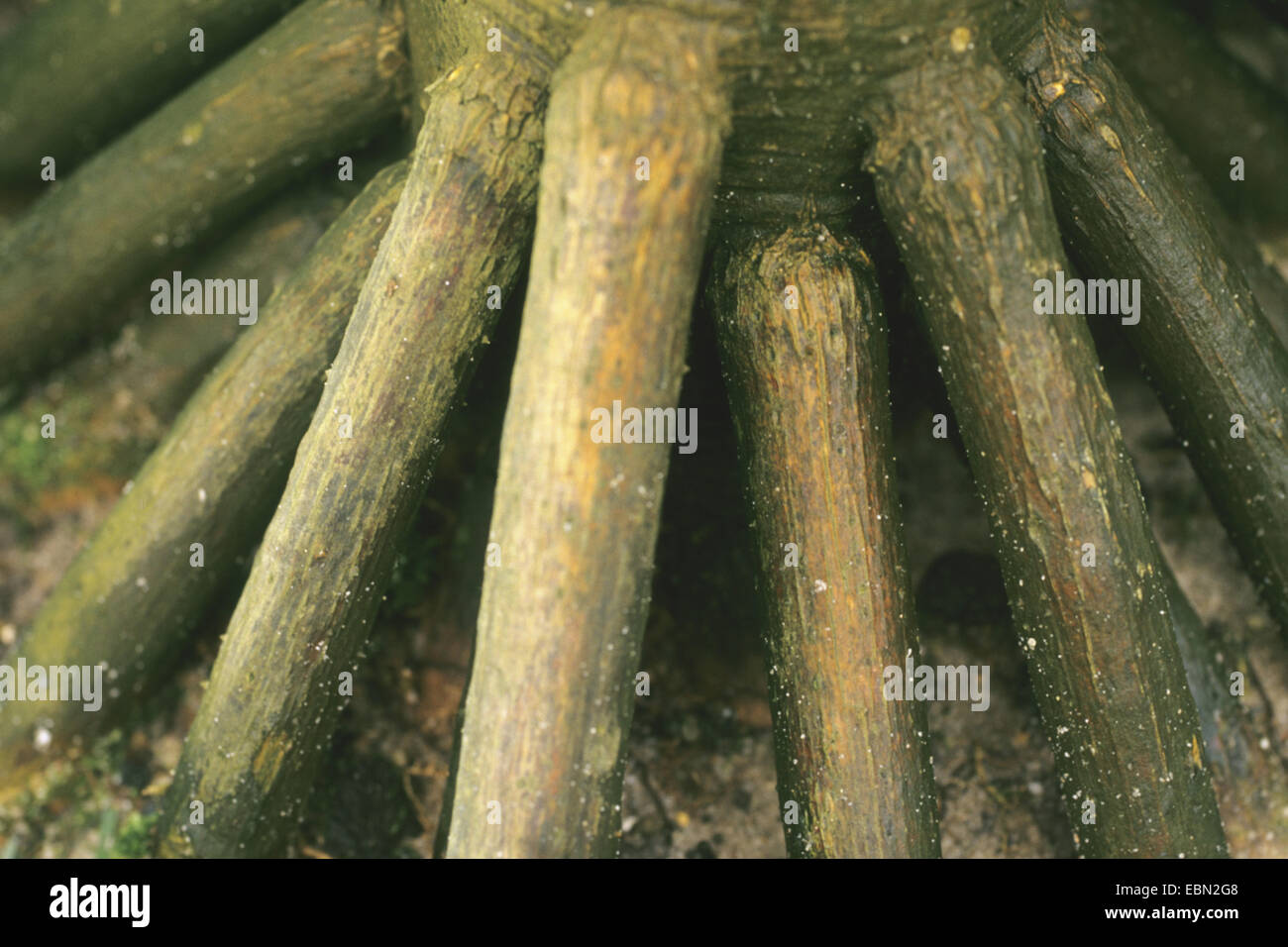 Screw-Pine, Screwpine (Pandanus pulcher), roots Stock Photo
