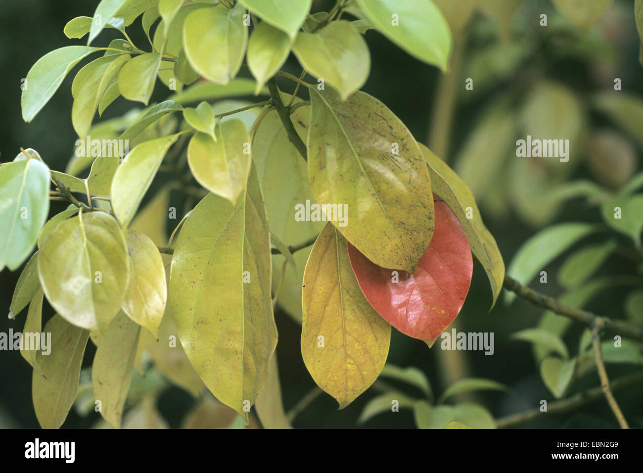 camphor tree (Cinnamomum camphora), branch Stock Photo