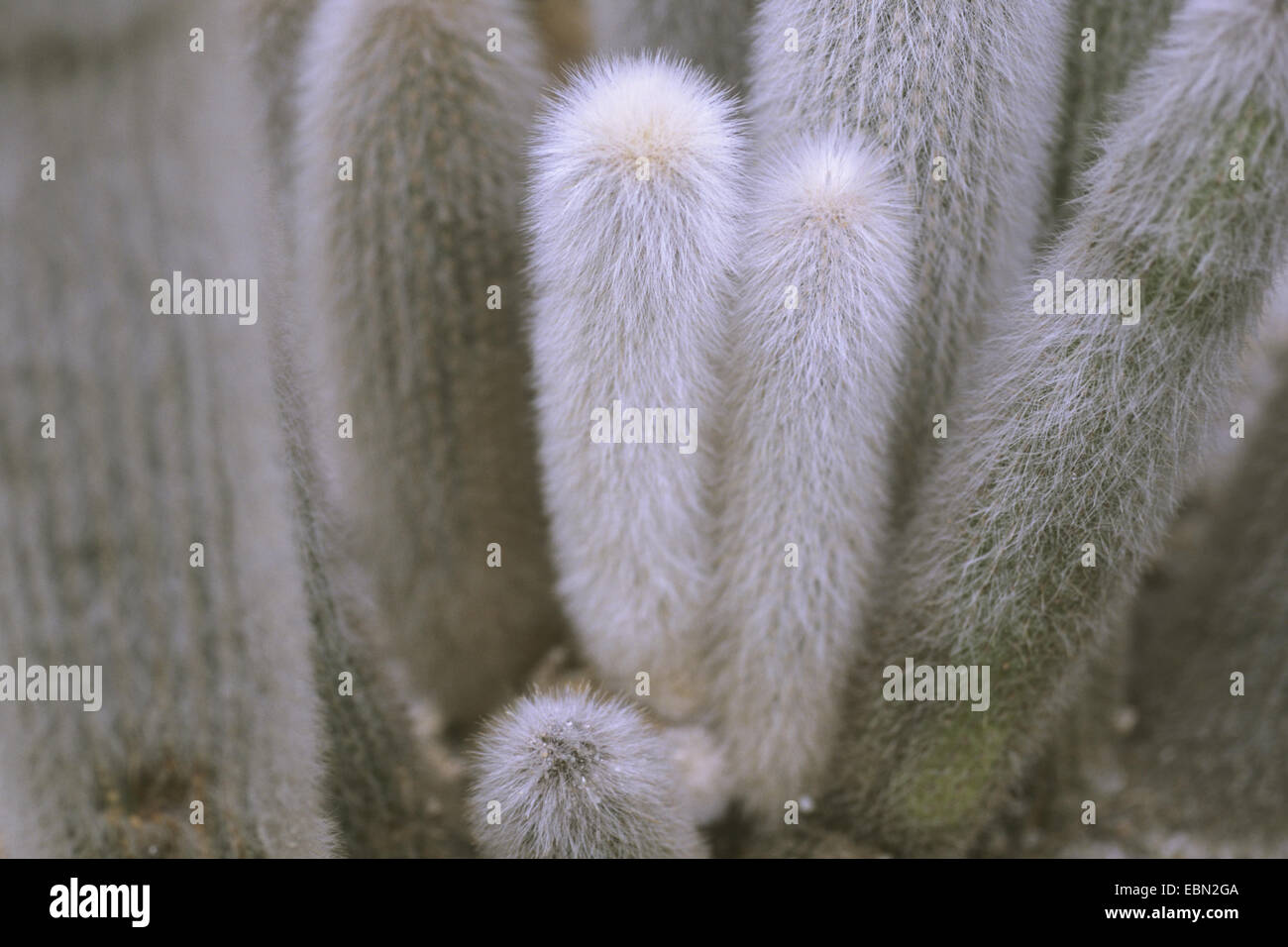 Monkey tail cactus (Cleistocactus strausii, Cleistocactus straussii) Stock Photo