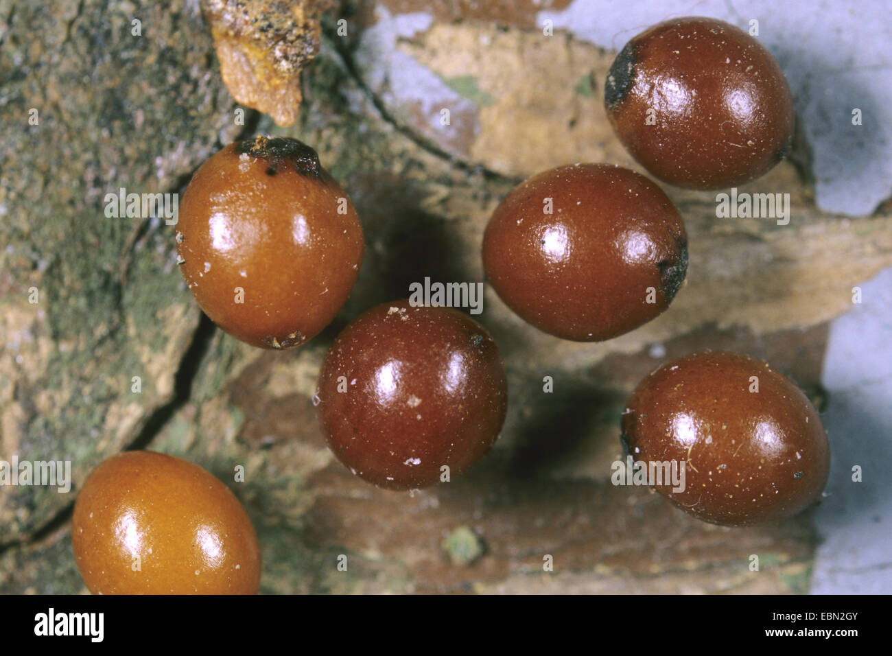 Italian sarsaparilla (Smilax aspera), fruits Stock Photo