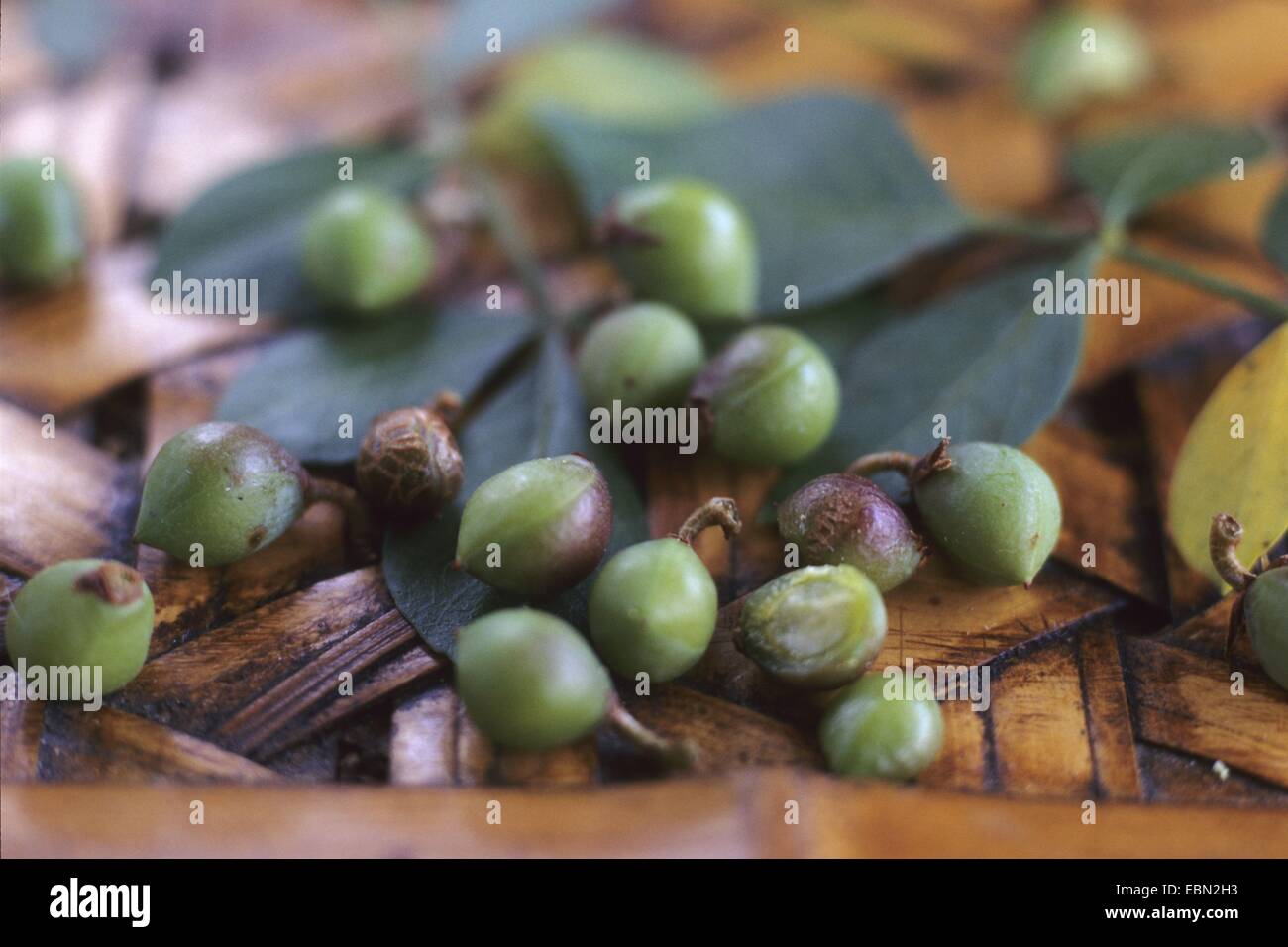 Balsam of gilead (Commiphora abyssinica), fruits Stock Photo