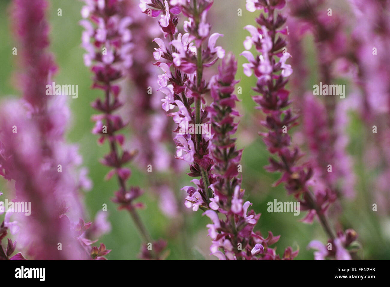 Woodland sage, Balkan clary, Wood sage (Salvia nemorosa 'Taenzerin', Salvia nemorosa Taenzerin), cultivar Taenzerin Stock Photo