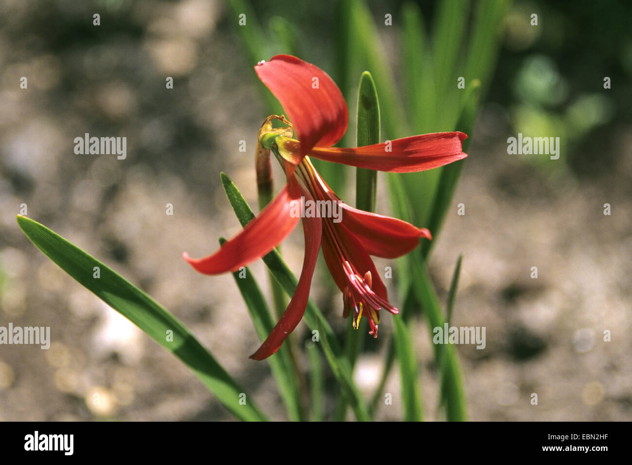 Jacobean Lily, Sprekelia (Sprekelia formosissima), flower Stock Photo