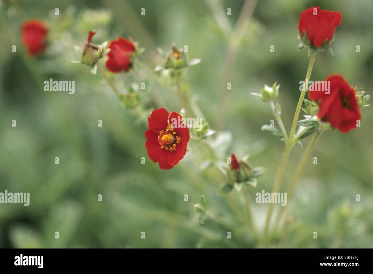 Himalayan Cinquefoil, Ruby Cinquefoil (Potentilla atrosanguinea), blooming Stock Photo