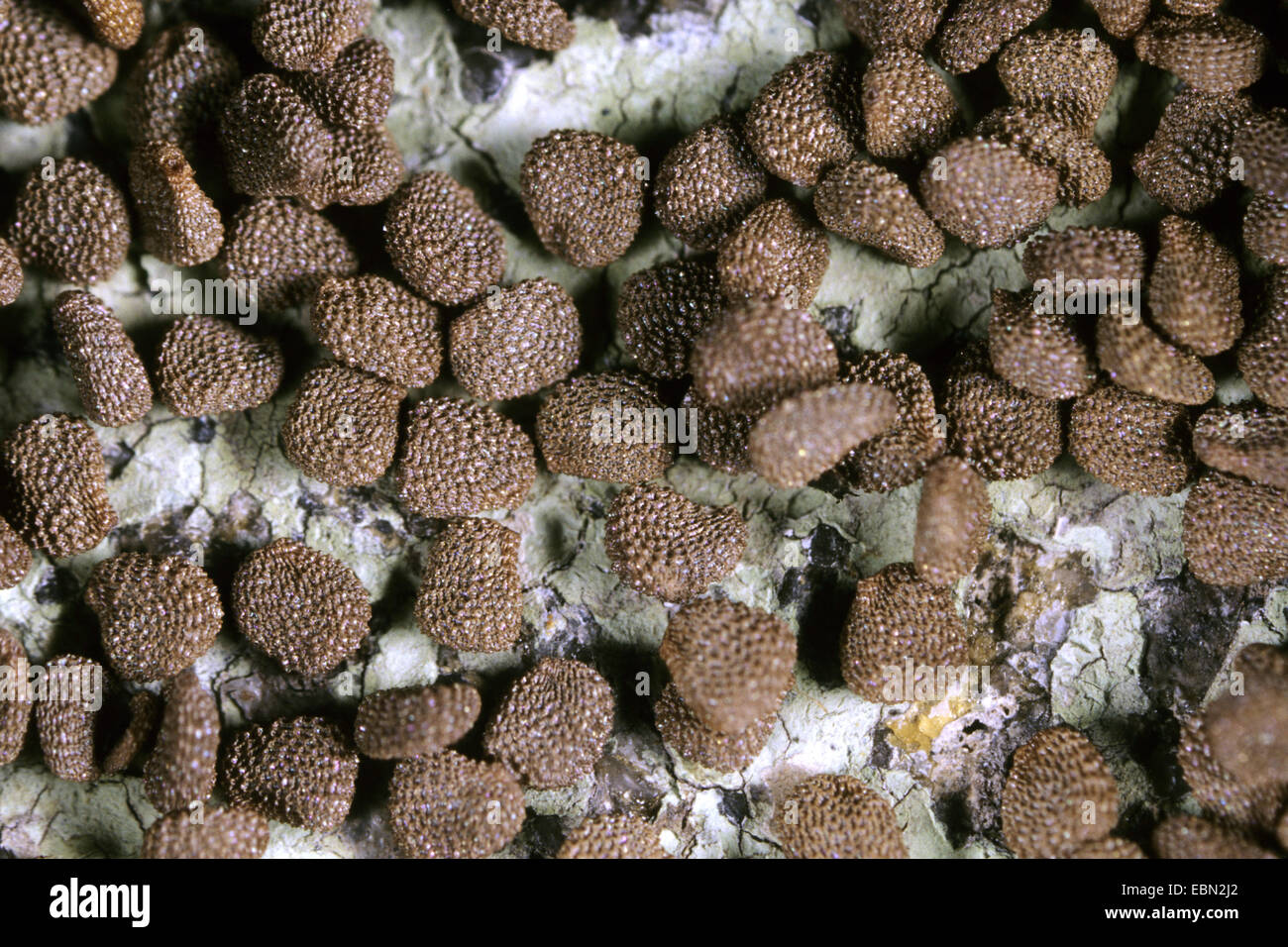 Black henbane (Hyoscyamus niger), seeds Stock Photo