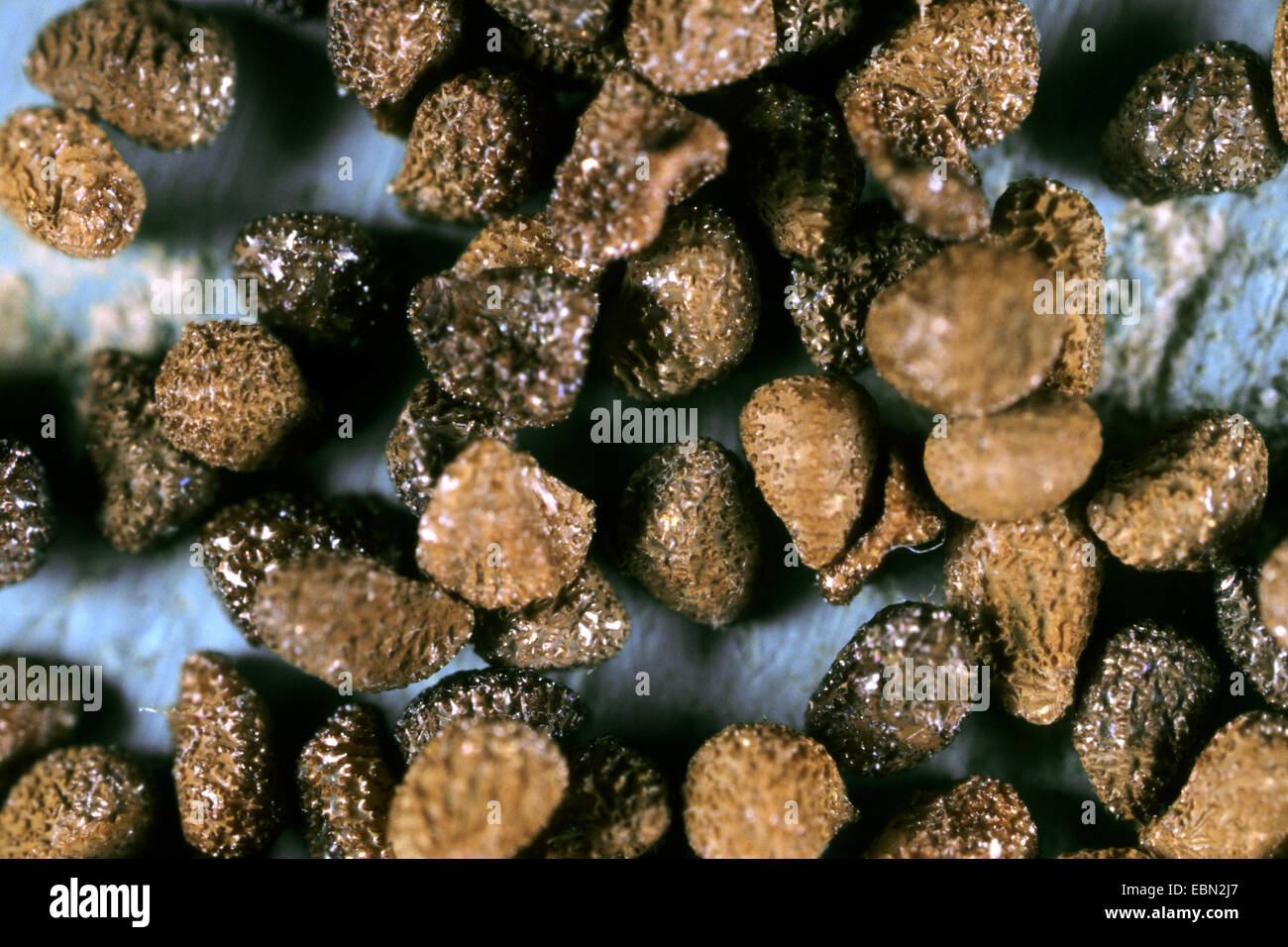 black mammoth tobacco seeds Tobacco Seeds 1000 White Mammoth