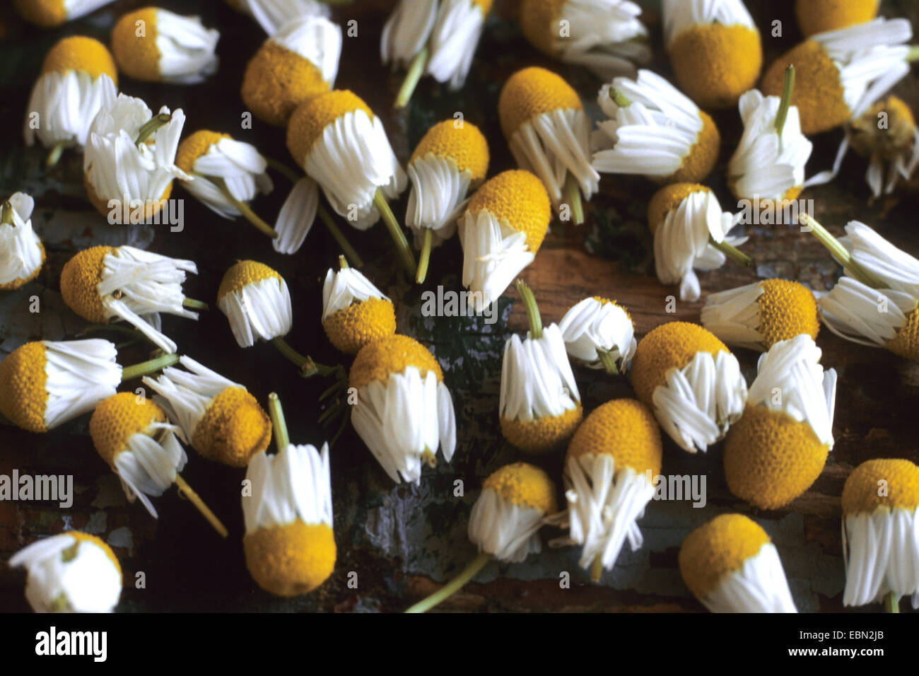 scented mayweed, german chamomile, german mayweed (Matricaria chamomilla, Matricaria recutita), collected flowerheads, Germany Stock Photo