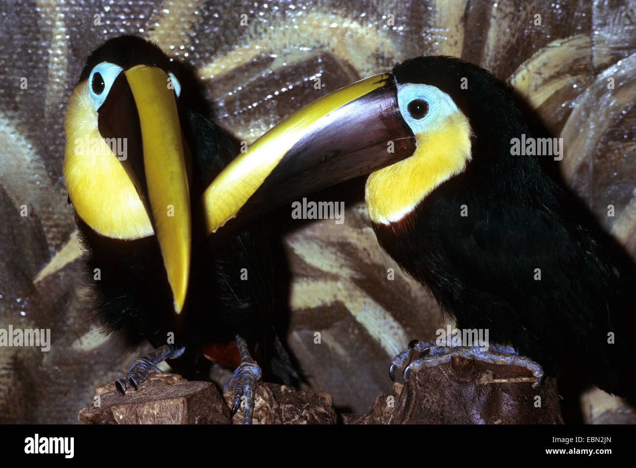 chestnut-mandibled toucan (Ramphastos swainsonii), two chestnut-mandibled toucans in enclosure Stock Photo