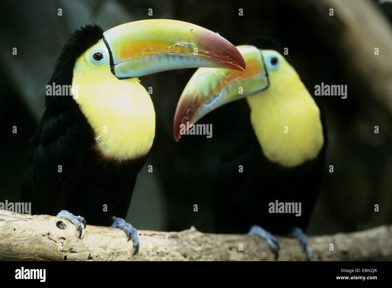 keel-billed toucan (Ramphastos sulfuratus), two keel-billed toucans on a branch Stock Photo