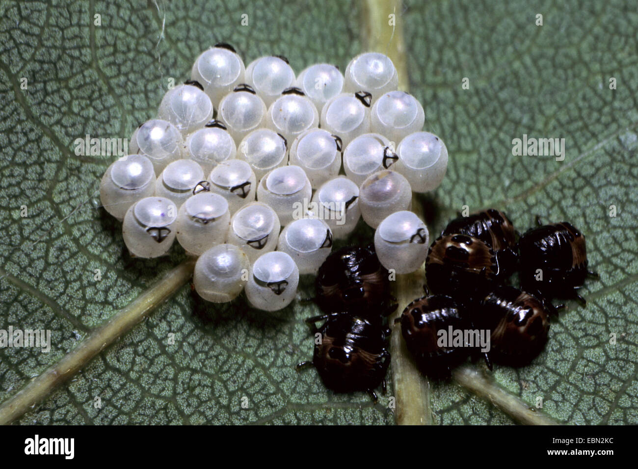 Shield bugs, Stink bug (Pentatomidae), eggs and larvae of a shield bug on an oak leaf; Quercus robur, open eggs with visible egg tooth, Germany Stock Photo