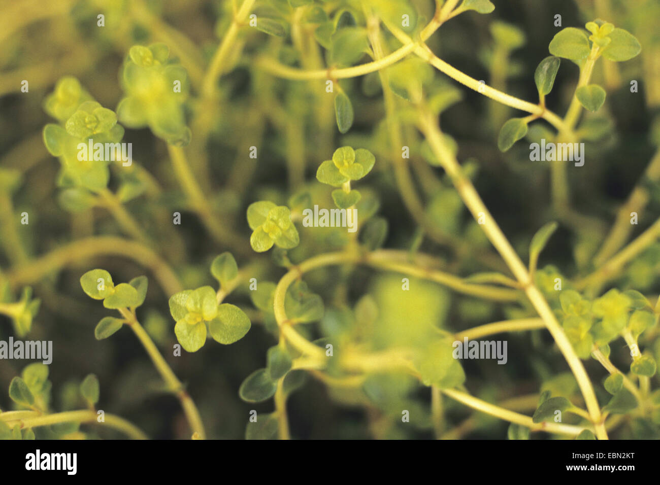 Lemon Thyme (Thymus x citriodorus, Thymus citriodorus, Thymus marschallianus), younf sprouts Stock Photo