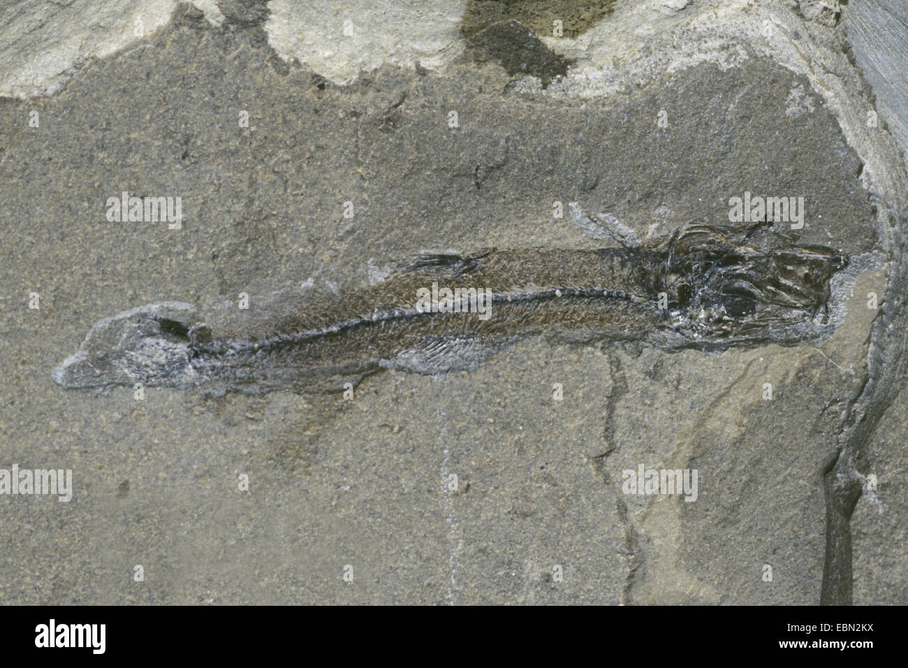 argentine, lesser argentine (Argentina sphyraena), fossilised argentine from Eocene, Denmark, Juetland Stock Photo