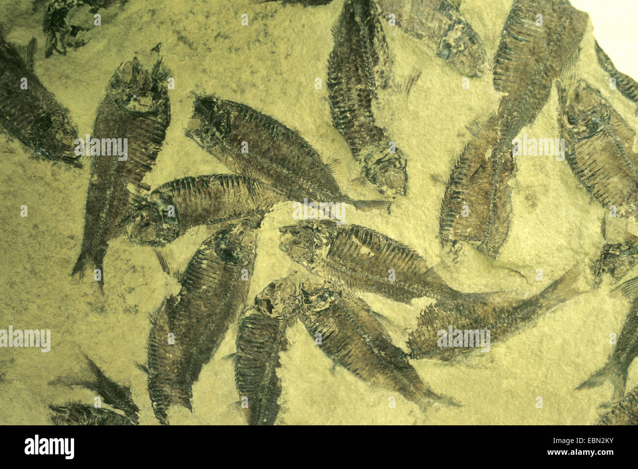 Diplomystus (Diplomystus dentatus), fossilised fishes from the Eocene, USA, Wyoming Stock Photo