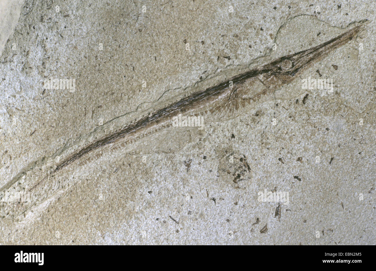 Pipefish (Syngnathidae), fossilised pipefish from Eocene, Denmark, Juetland Stock Photo