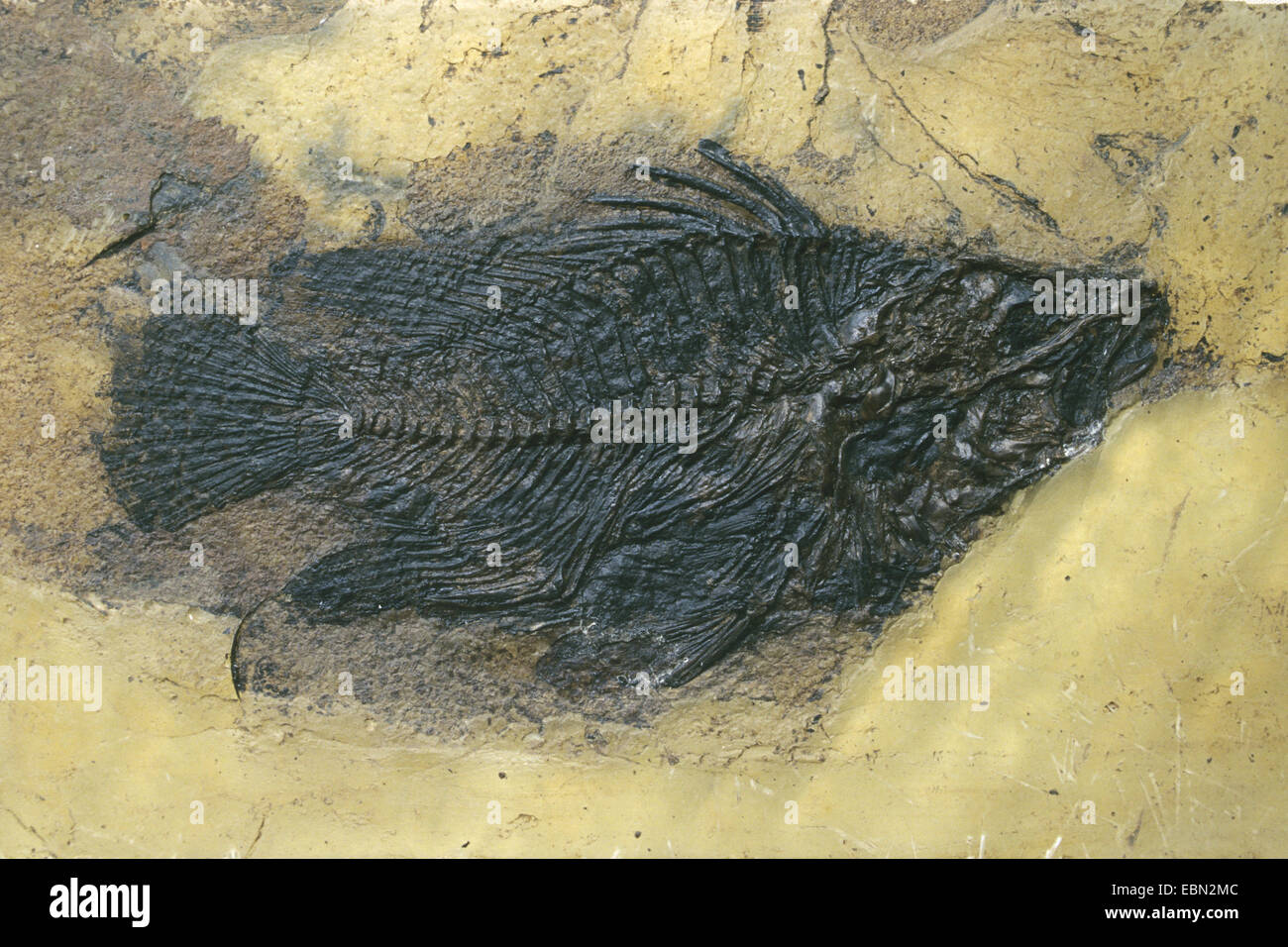Palaeoperca  (Palaeoperca proxima), fossilised Palaeoperca form Eocene, Germany, Messel Stock Photo