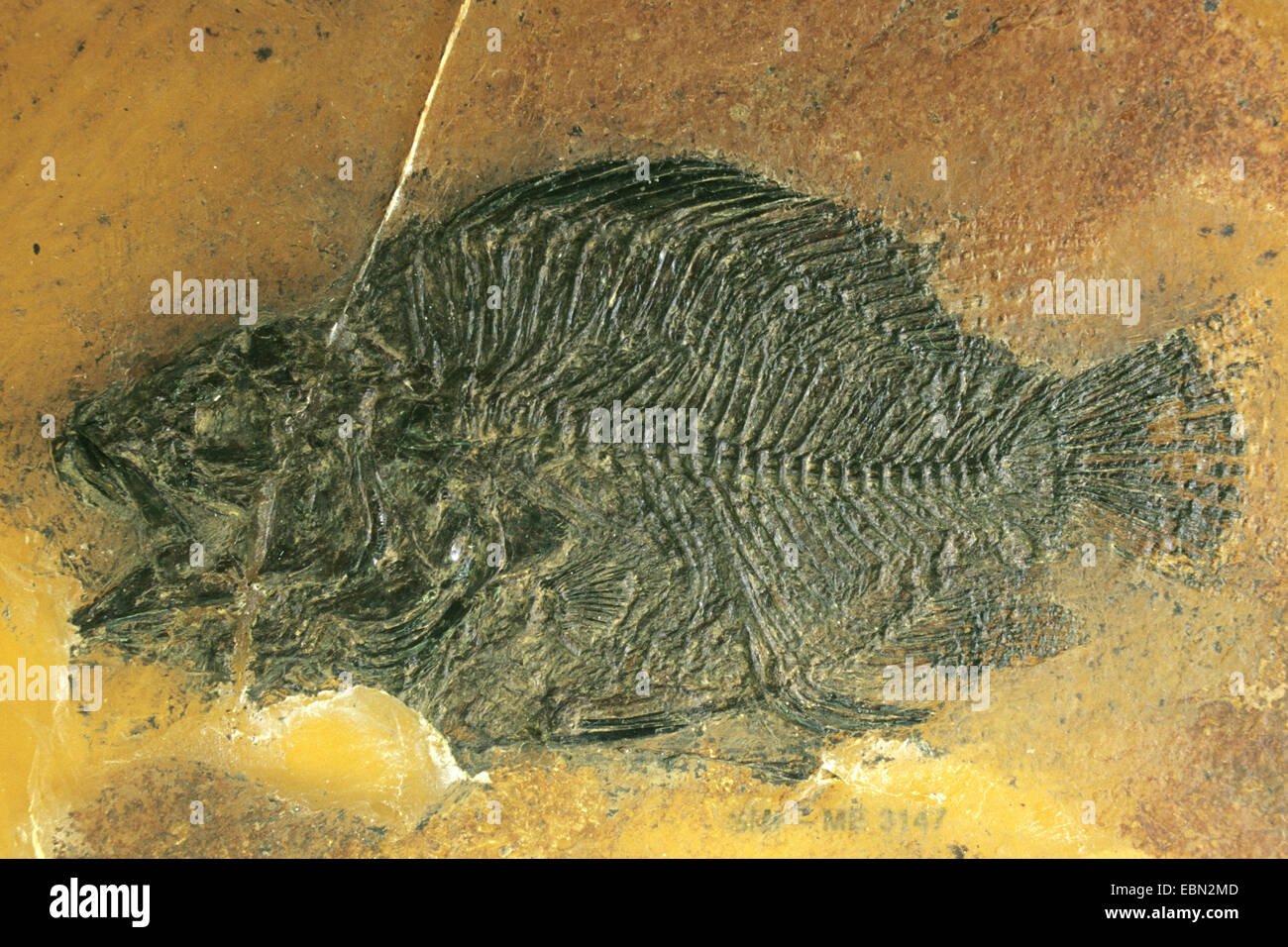 Amphiperca (Amphiperca multiformis), fossilised Amphiperca from Eocene, Germany, Messel Stock Photo
