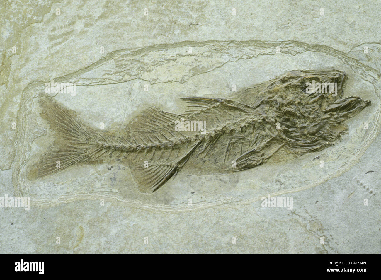 bony fish (Dapalis spec.), extinct bony fish from oligocene, France Stock Photo