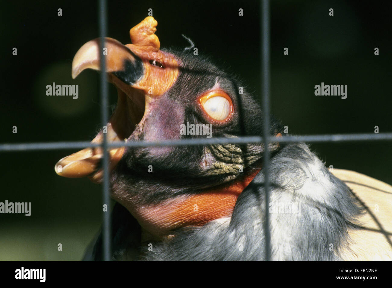 king vulture (Sarcorhamphus papa), portrait behind bars with open bill Stock Photo