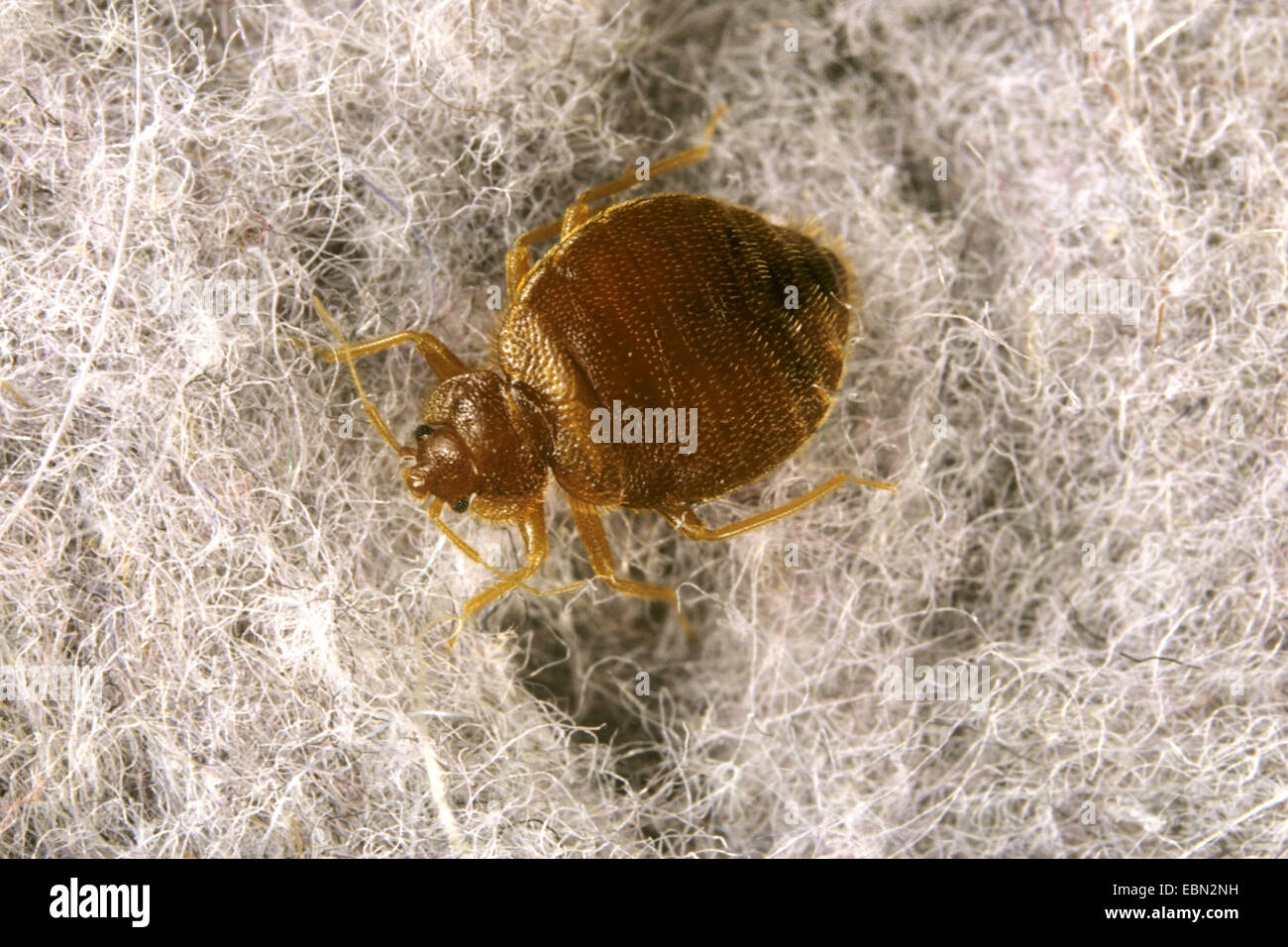 Bedbug, Common bedbug, Wall-louse (Cimex lectularius), on hairy ground Stock Photo