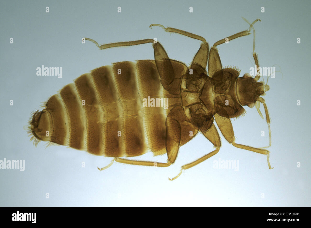 microscopic bed bugs