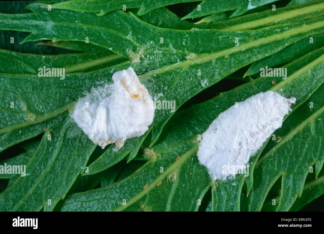 Apple mealybug (Phenacoccus aceris), two Apple mealybugs on a leaf, Germany Stock Photo
