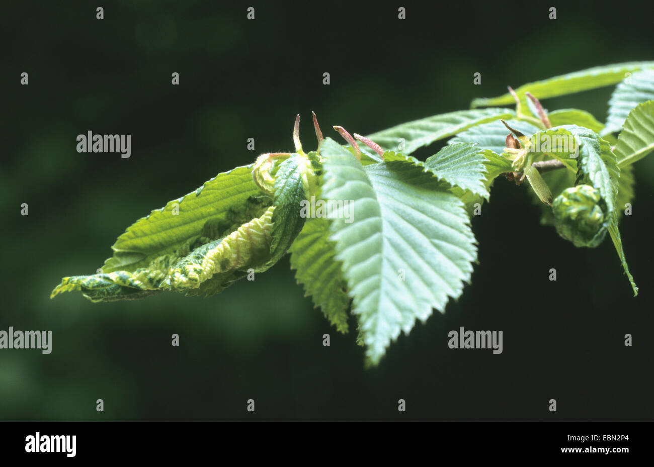 woolly aphid, gall aphid (Eriosoma ulmi, Schizoneura ulmi), damage of leaves, Germany Stock Photo