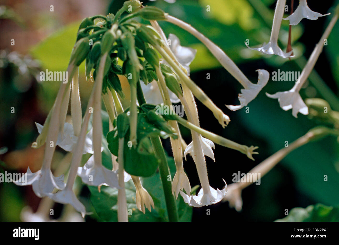 Woodland tobacco, Flowering tobacco, South American tobacco (Nicotiana sylvestris), blooming, one parent of tabaco Stock Photo