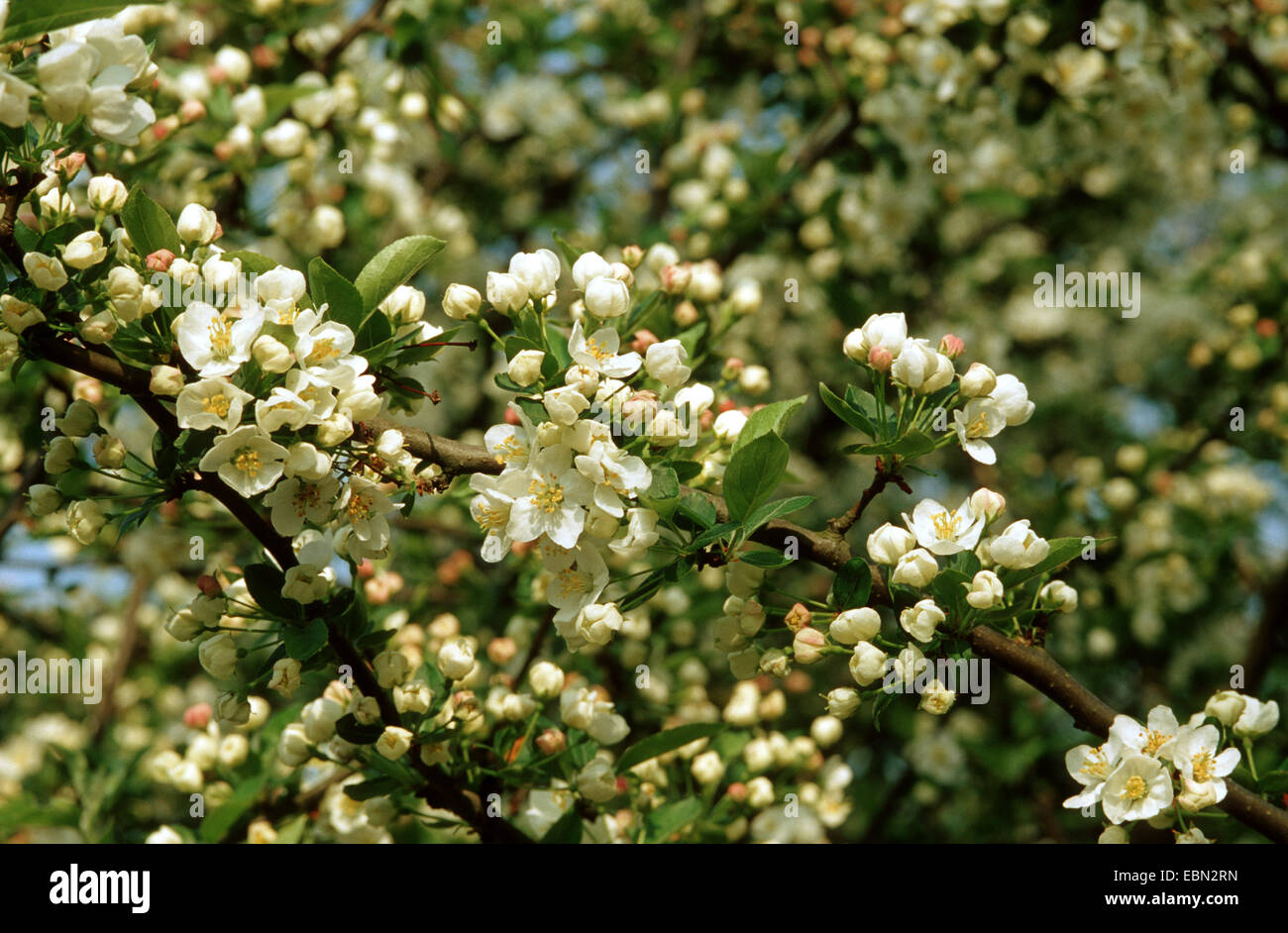 Pear-leaf crabapple, Plum-leaf crabapple, Chinese apple, Chinese crabapple (Malus prunifolia), blooming branch Stock Photo