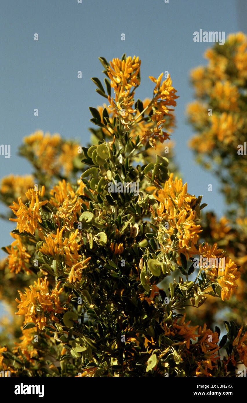 Tree medick (Medicago arborea), branch with flowers and young fruits Stock Photo