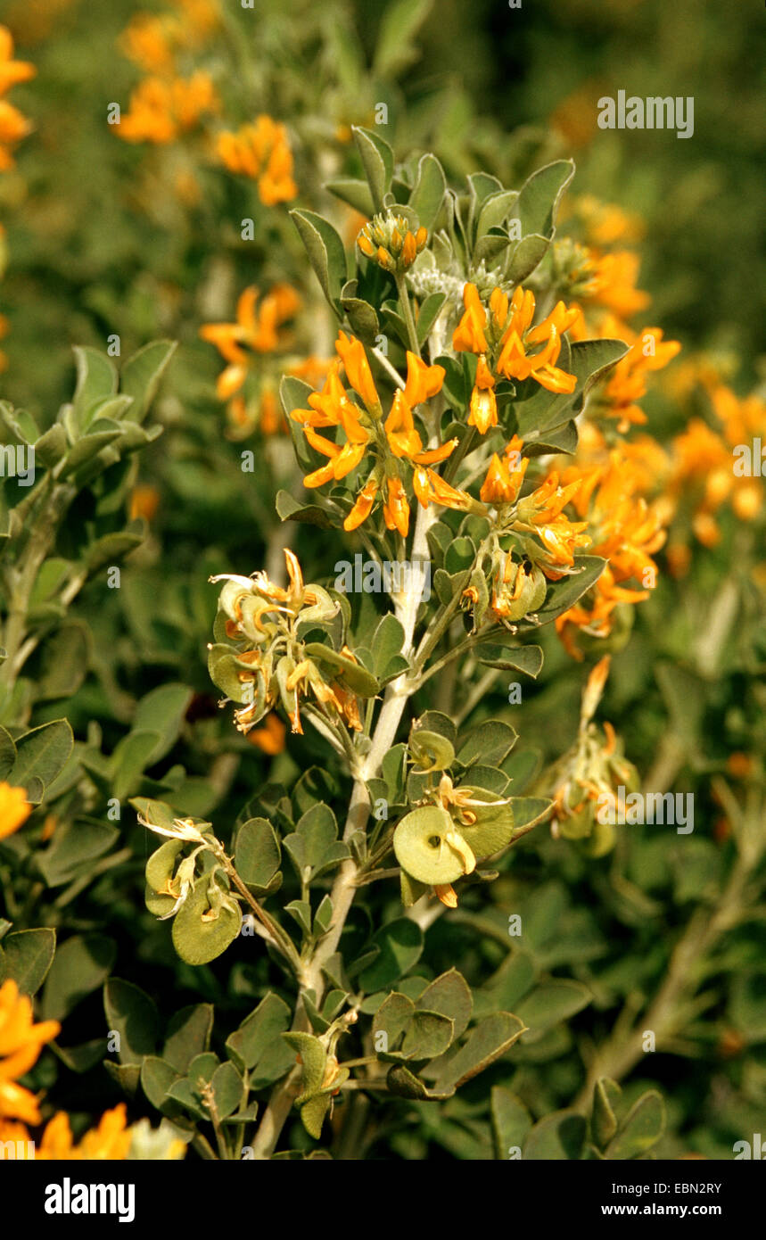 Tree medick (Medicago arborea), branch with flowers and young fruits Stock Photo