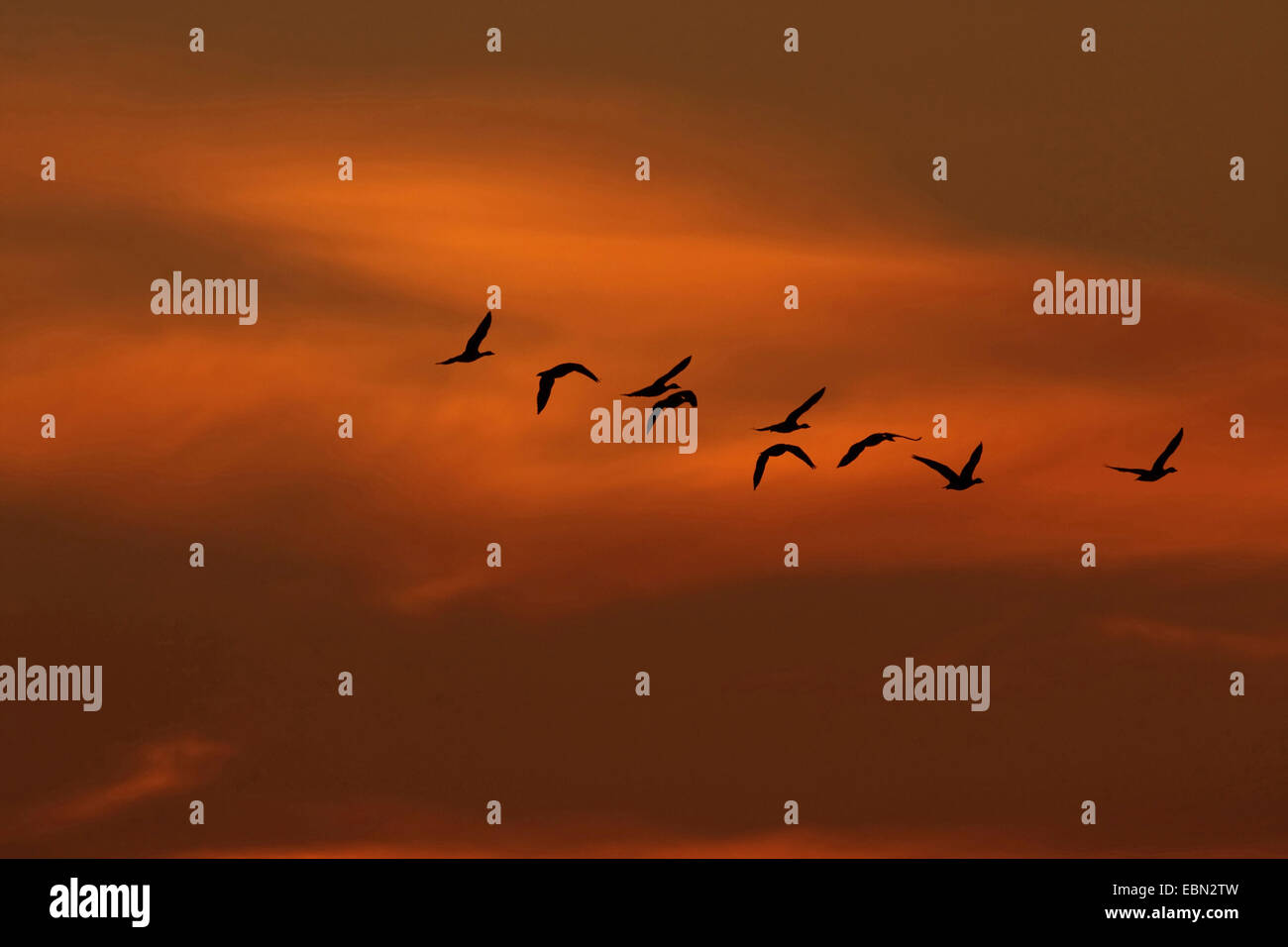 greylag goose (Anser anser), migratory birds at the morning sky in October, Germany Stock Photo