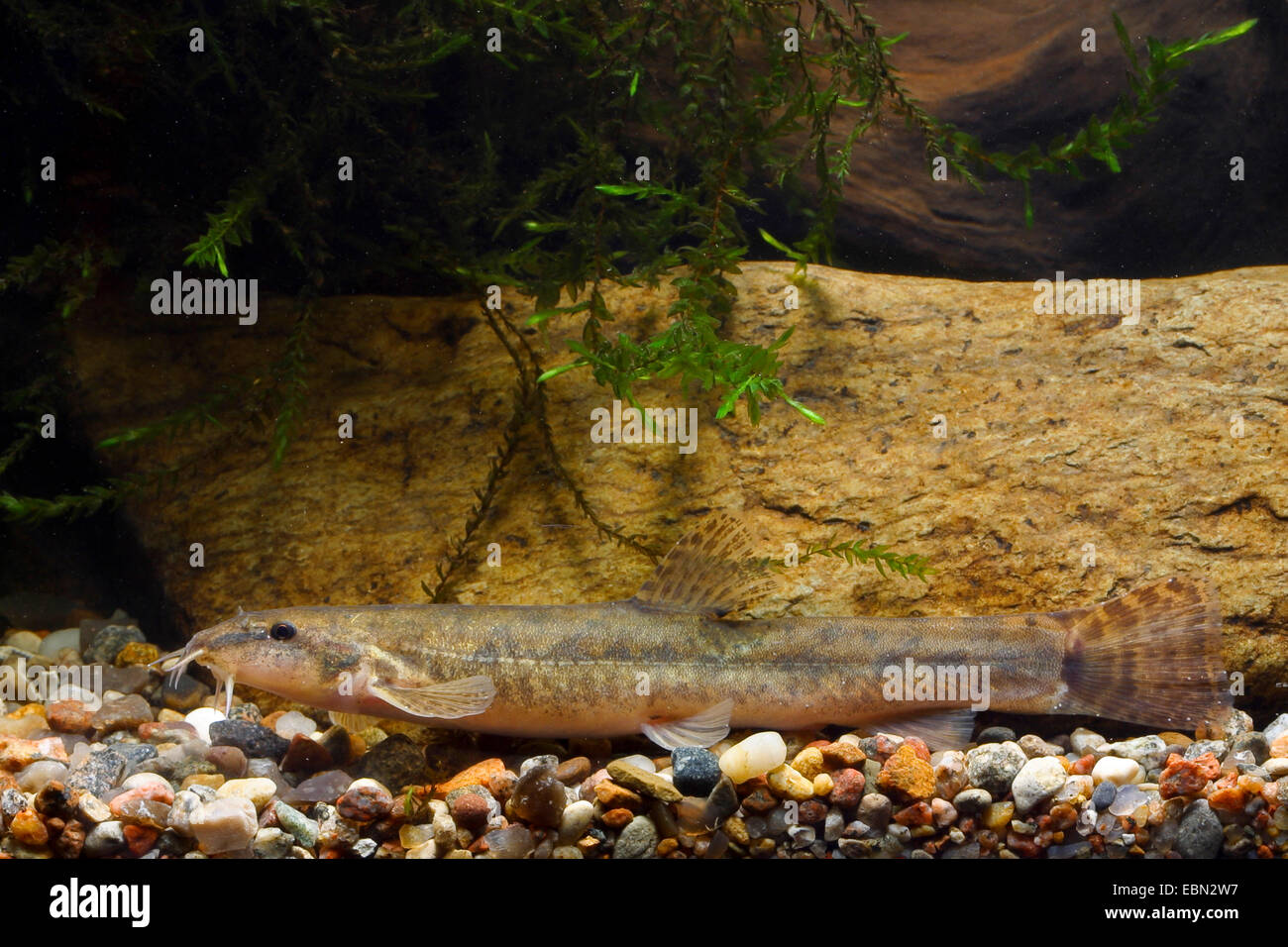 stone loach (Noemacheilus barbulatus, Barbatula barbatula, Nemacheilus barbatulus), side view, Germany Stock Photo